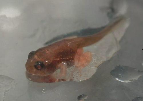 国产蝌蚪,创新科技引领未来生态养殖新篇章 第2张 国产蝌蚪,创新科技引领未来生态养殖新篇章 第2张