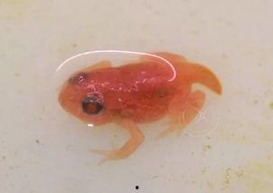 国产蝌蚪,创新科技引领未来生态养殖新篇章 第3张 国产蝌蚪,创新科技引领未来生态养殖新篇章 第3张